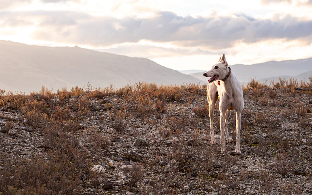 a white dog standing on top of a dry grass covered field