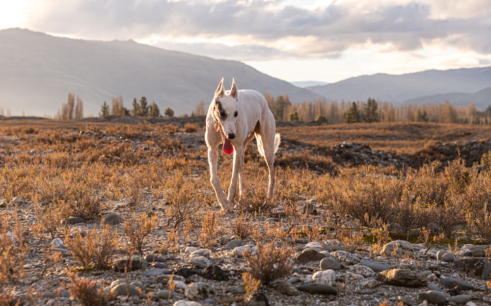 a white dog walking across a dry grass covered field