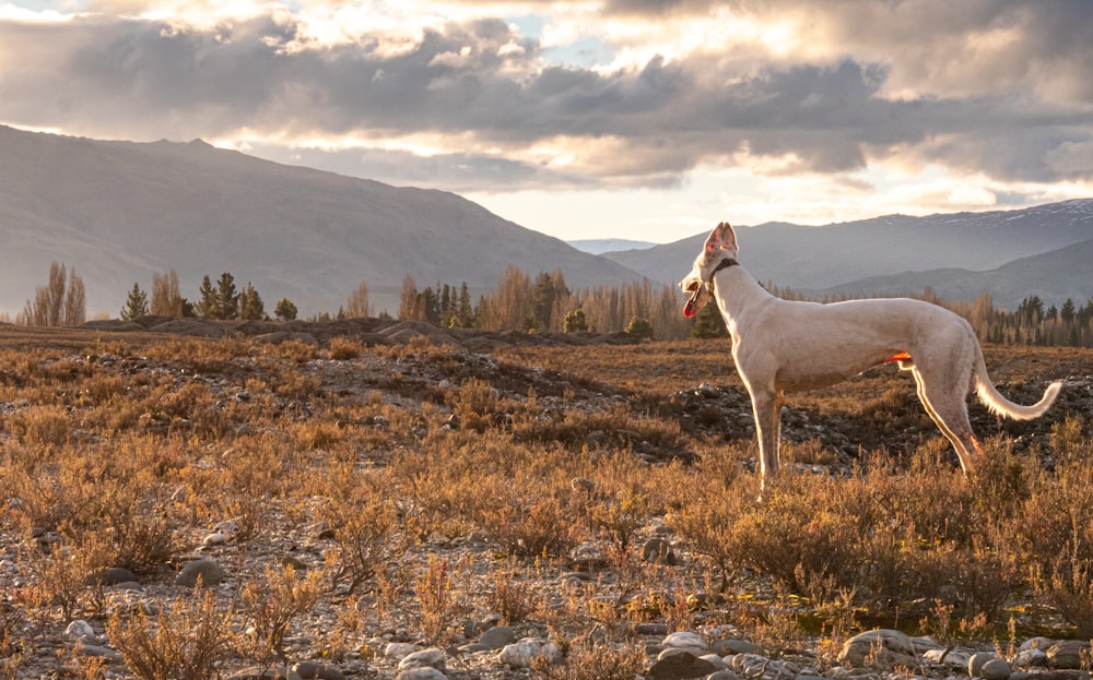 a large white horse standing on top of a dry grass field