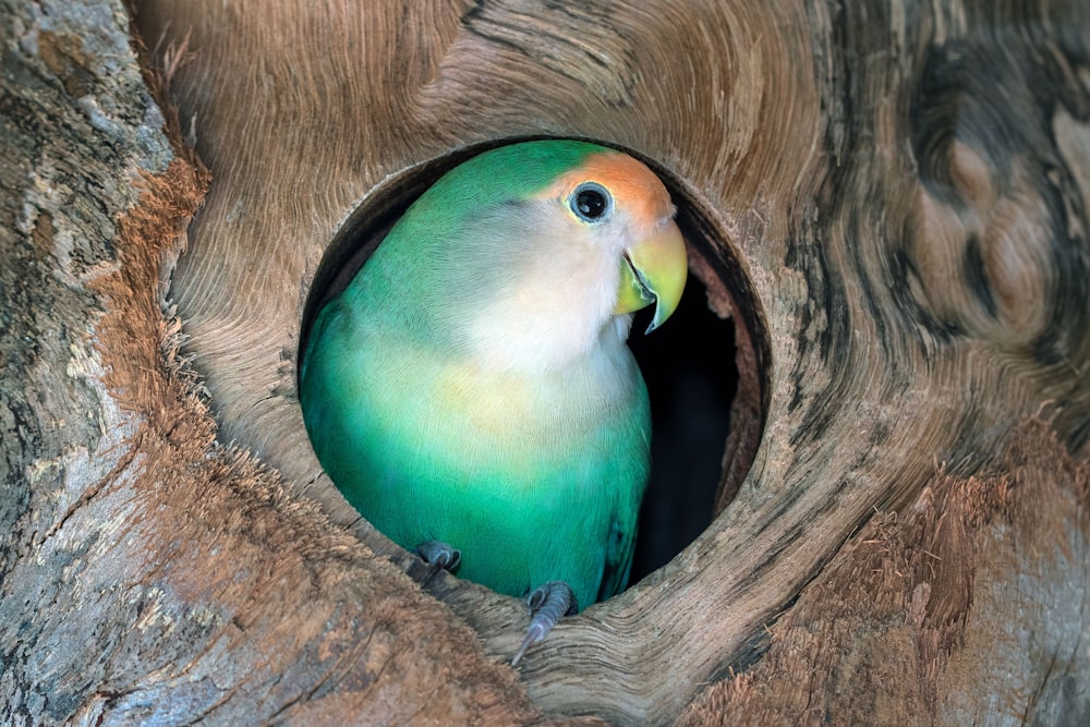 a green and yellow bird sitting inside of a hollow in a tree