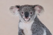 A close-up of a koala with fluffy ears, grey fur, and a creamy white chest. The koala's eyes look directly towards the camera, and it appears to be against a plain, neutral background.
