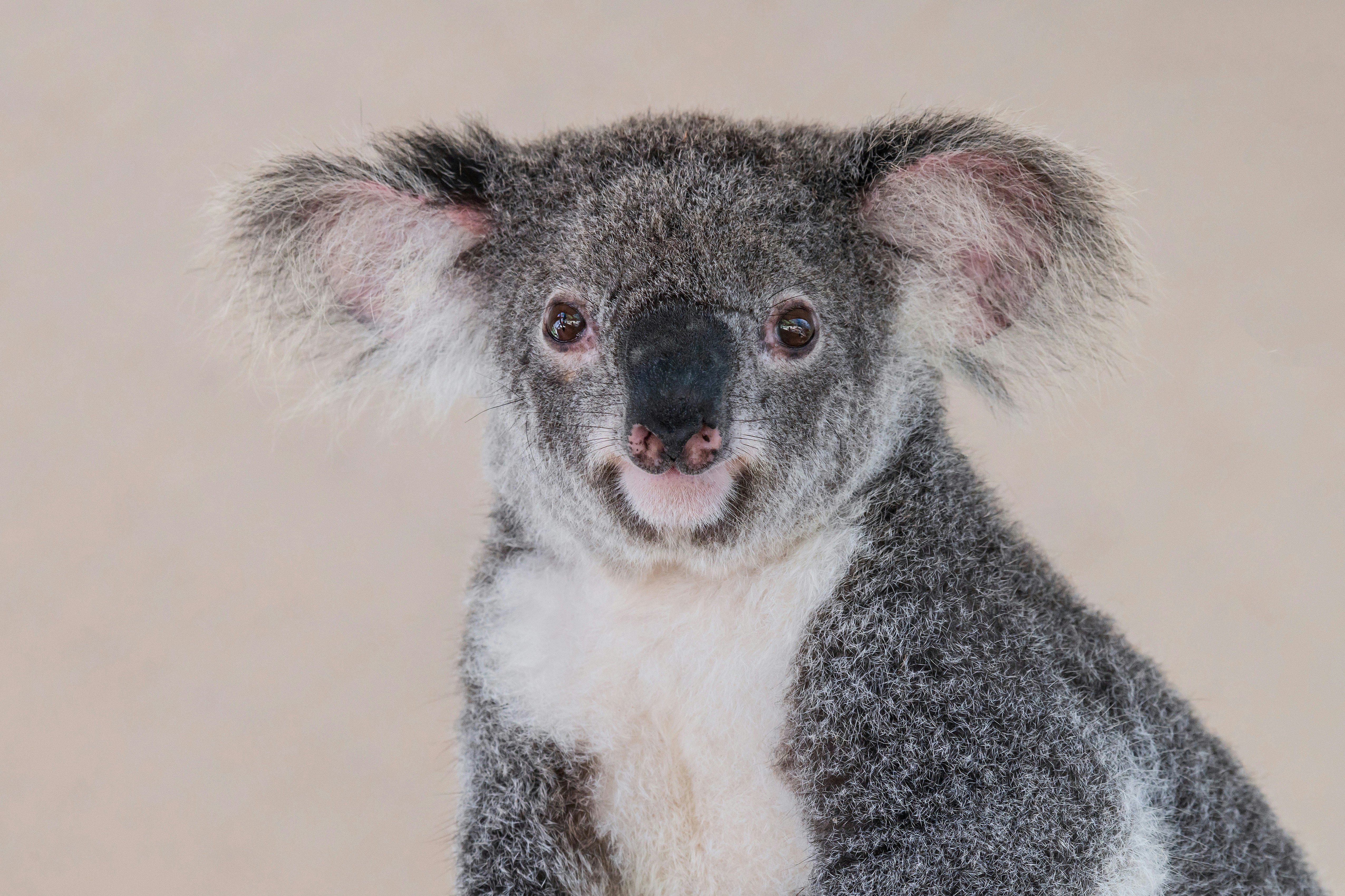 A cute young koala at Koala Gardens in Kuranda Australia. I think this photo is nice as a computer screen saver.