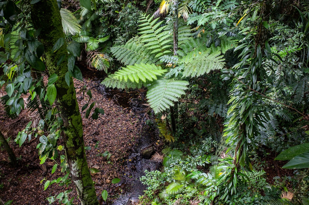 uma floresta verde exuberante cheia de muitas árvores e plantas