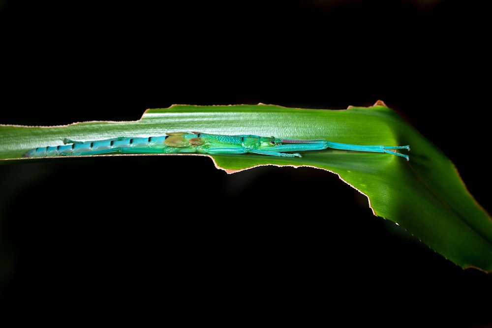 a close up of a green and blue insect on a leaf