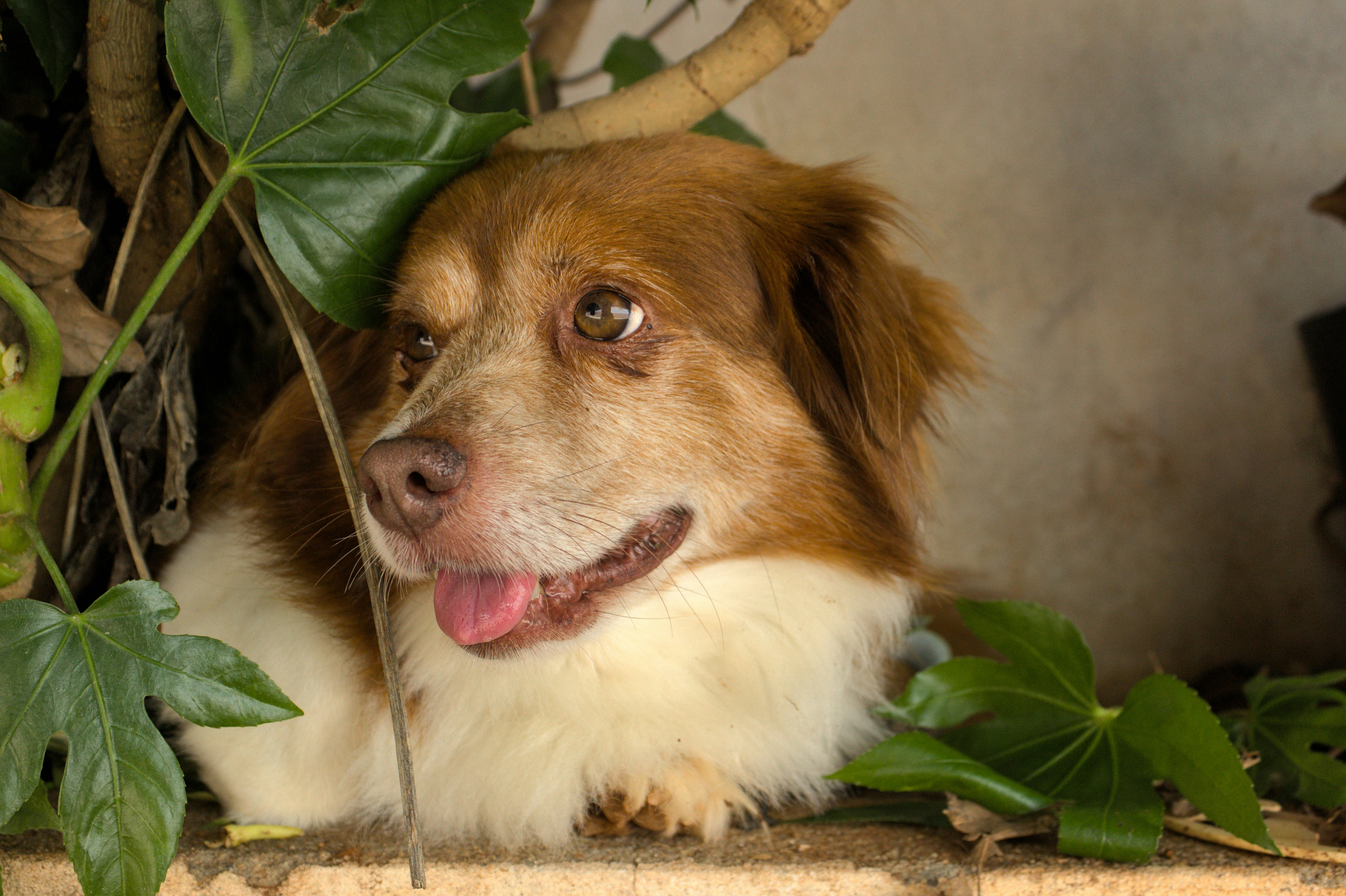 a brown and white dog laying next to a plant