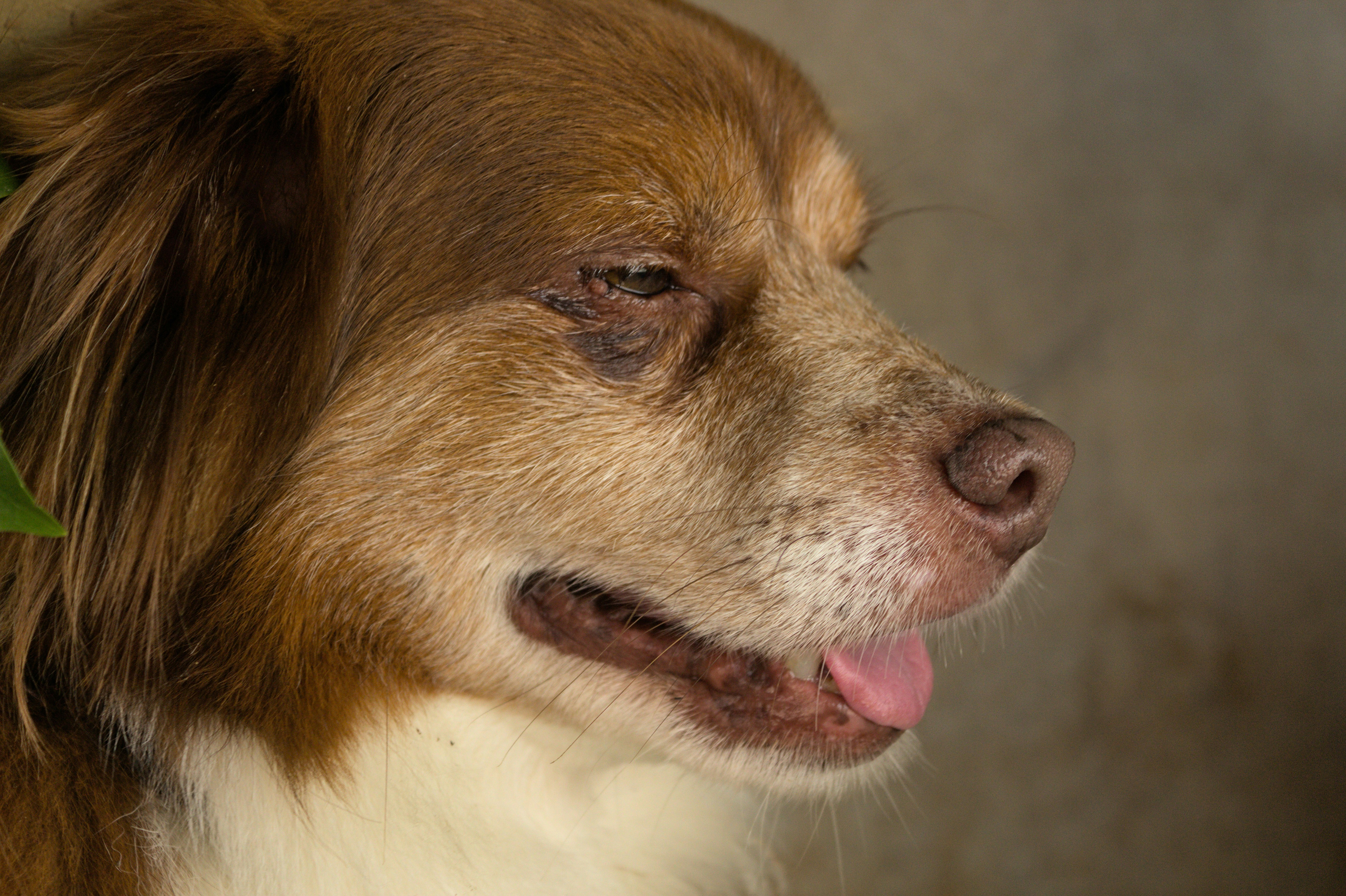 a brown and white dog with a green collar