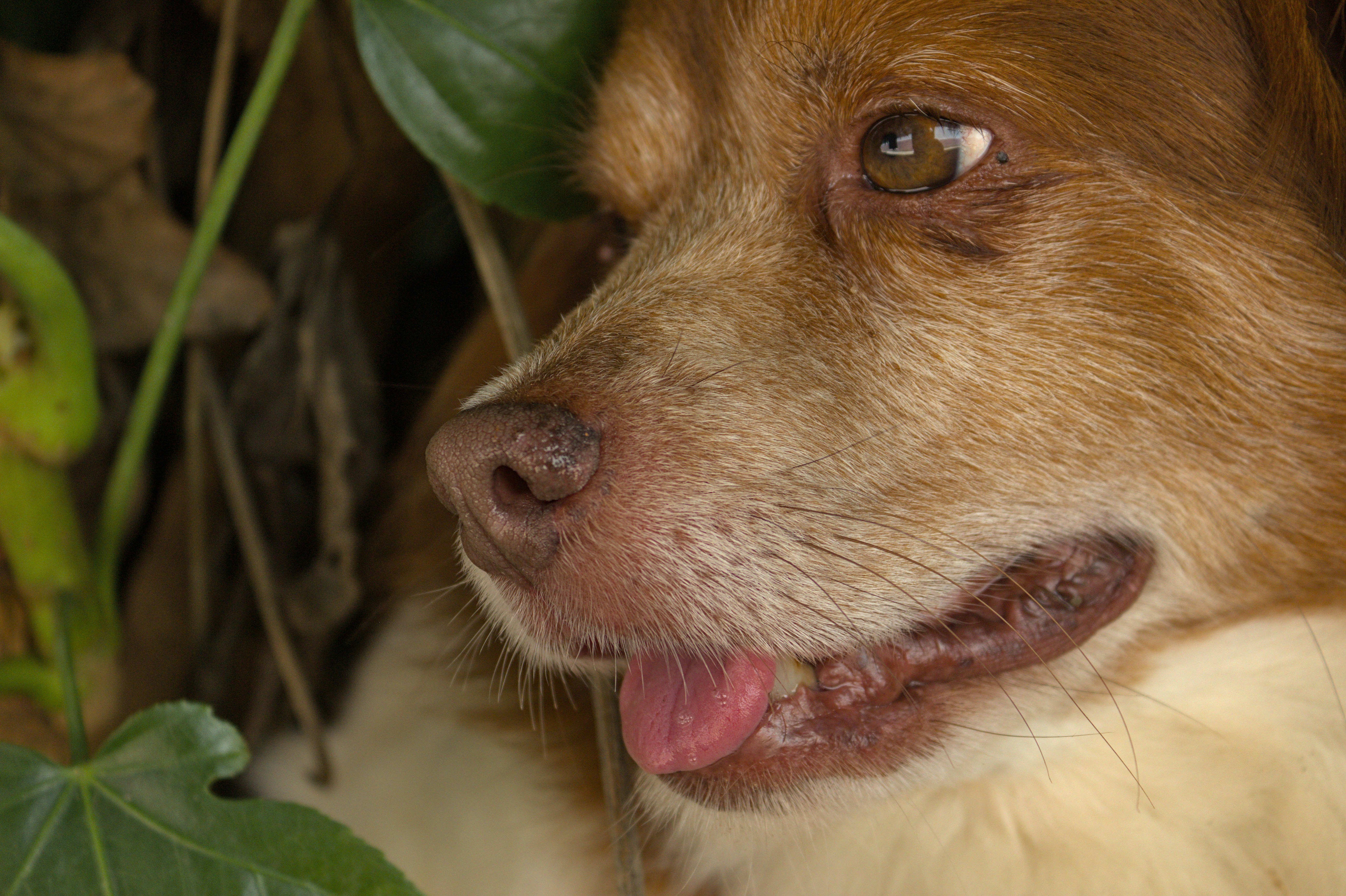 a close up of a dog with a leaf in its mouth