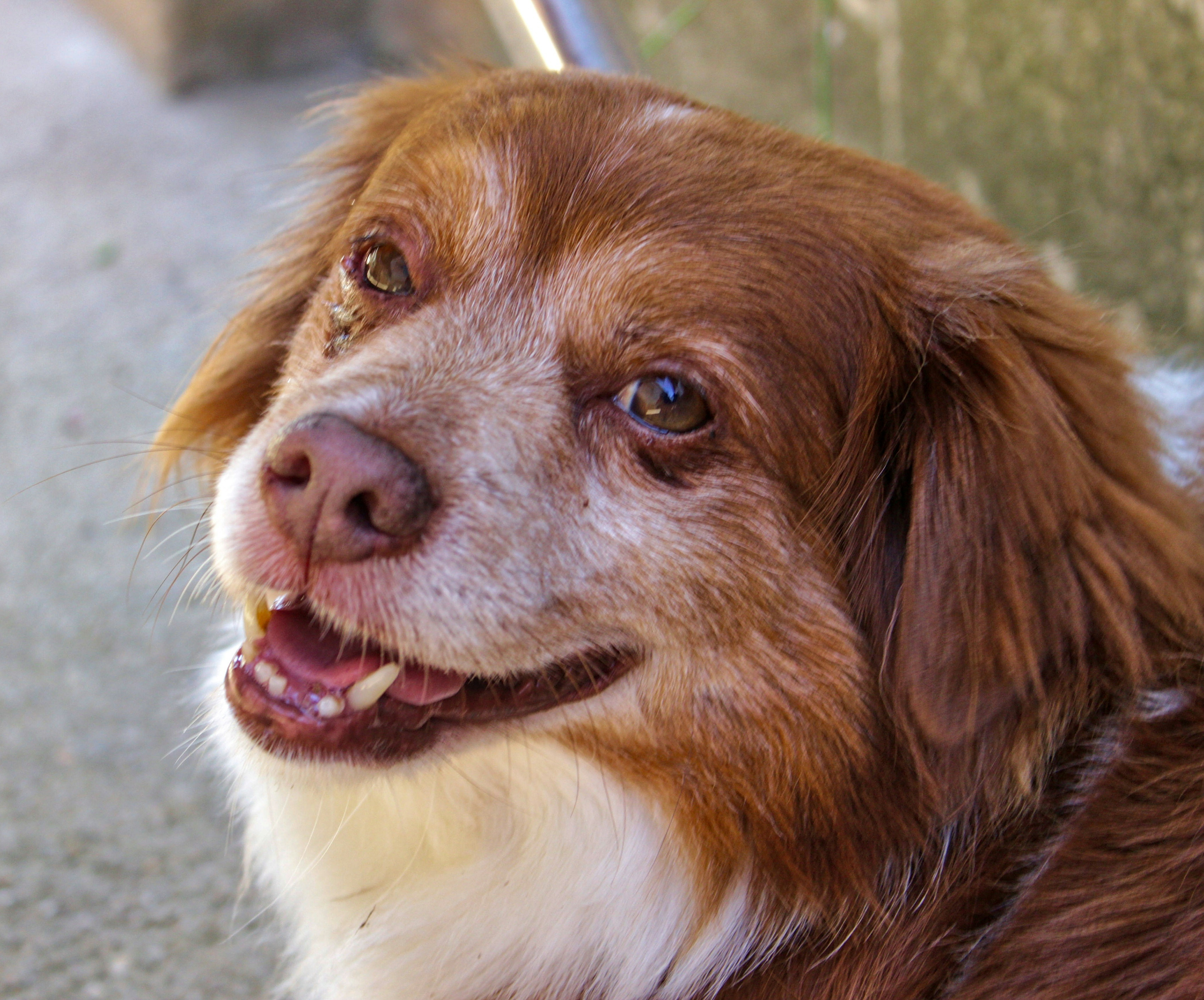 a brown and white dog sitting on top of a sidewalk