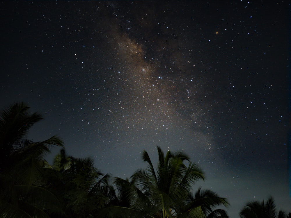 the night sky with palm trees and the milky