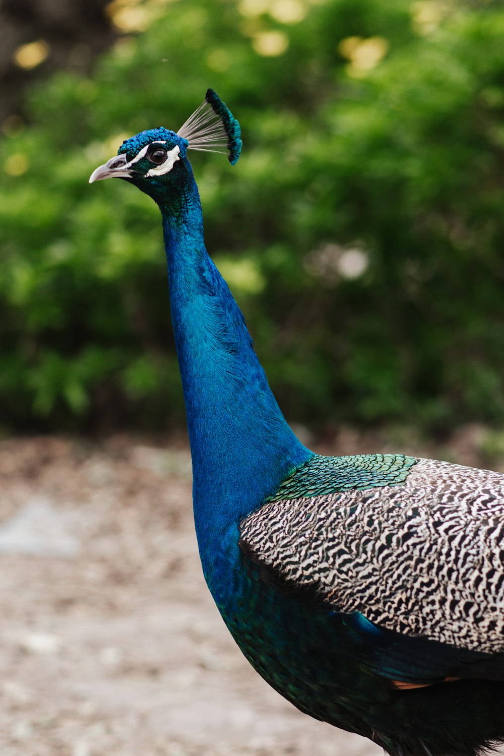 a blue and black bird standing on a dirt road