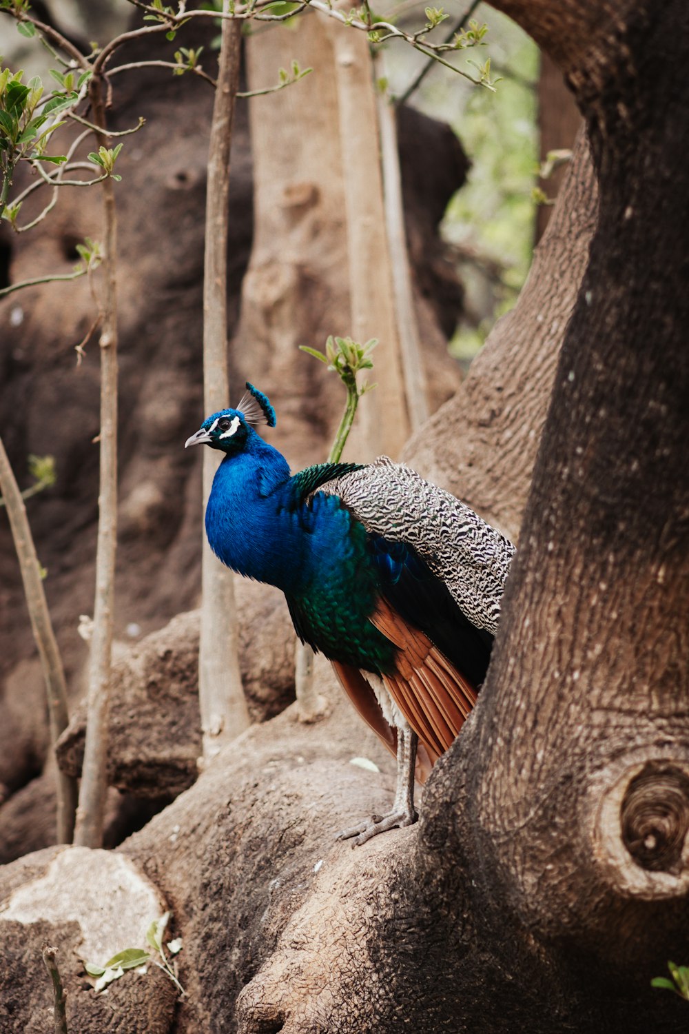 a peacock standing on top of a rock next to a tree