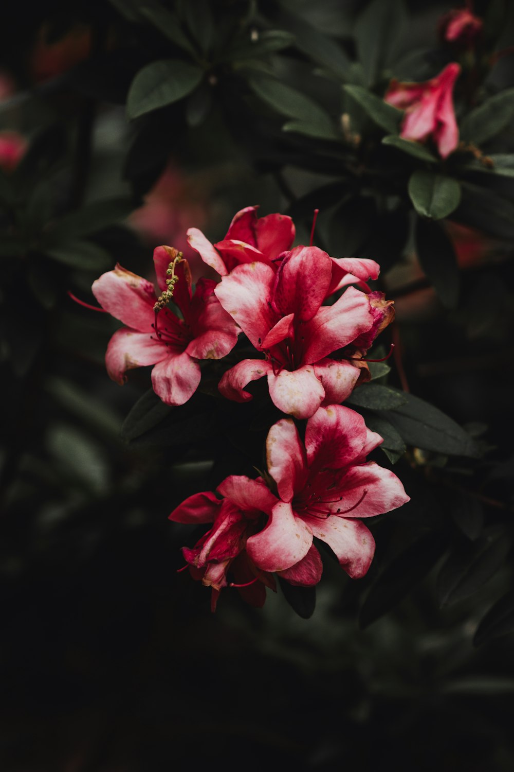 a bunch of flowers that are on a tree