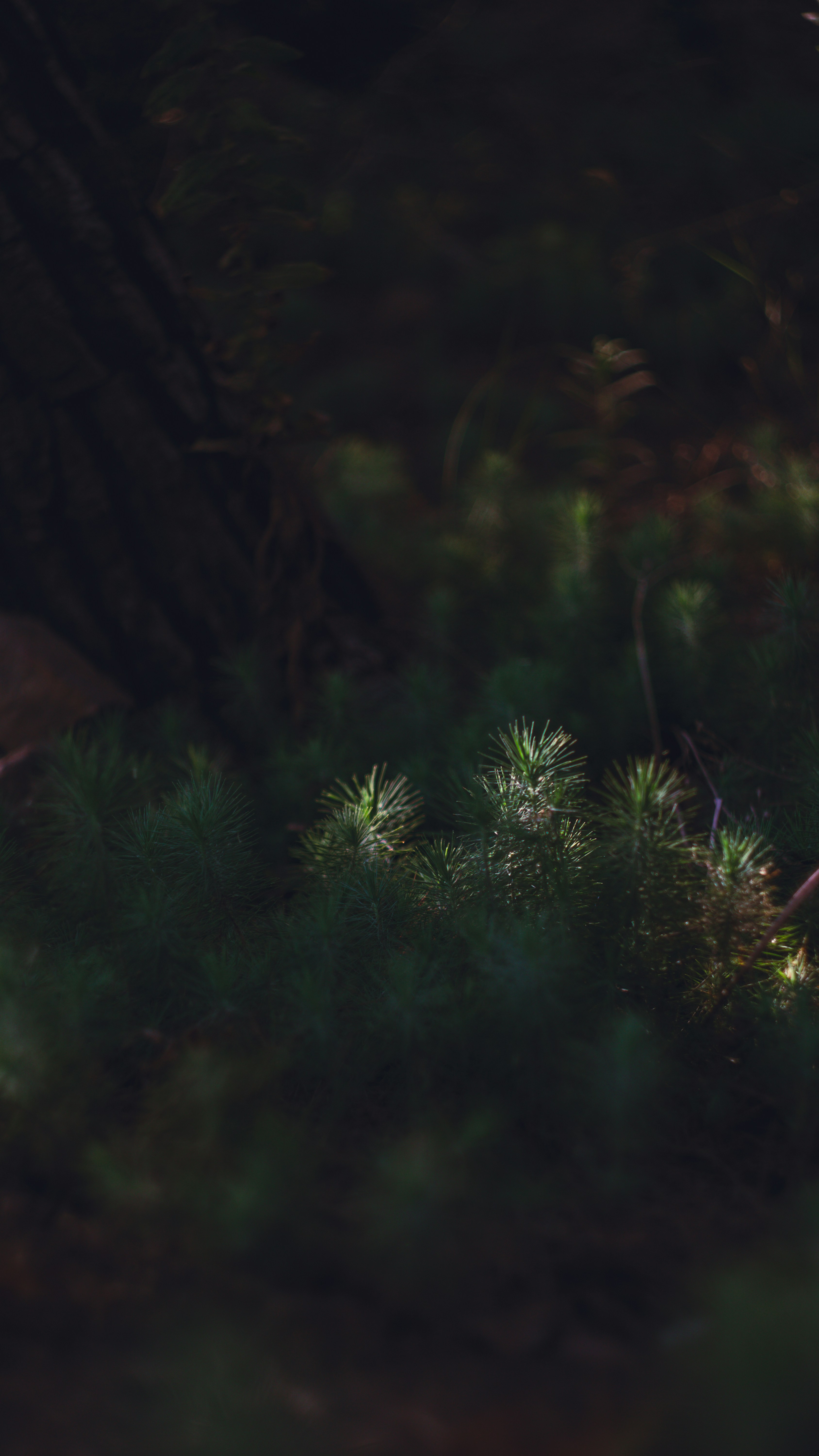 forest sunlight wallpaper, wallpaper, Nature Immersion: A Cure for Digital Burnout 6