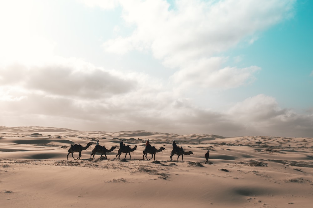 a group of people riding camels across a desert