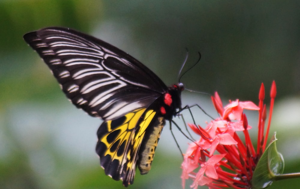 a black and yellow butterfly sitting on a red flower