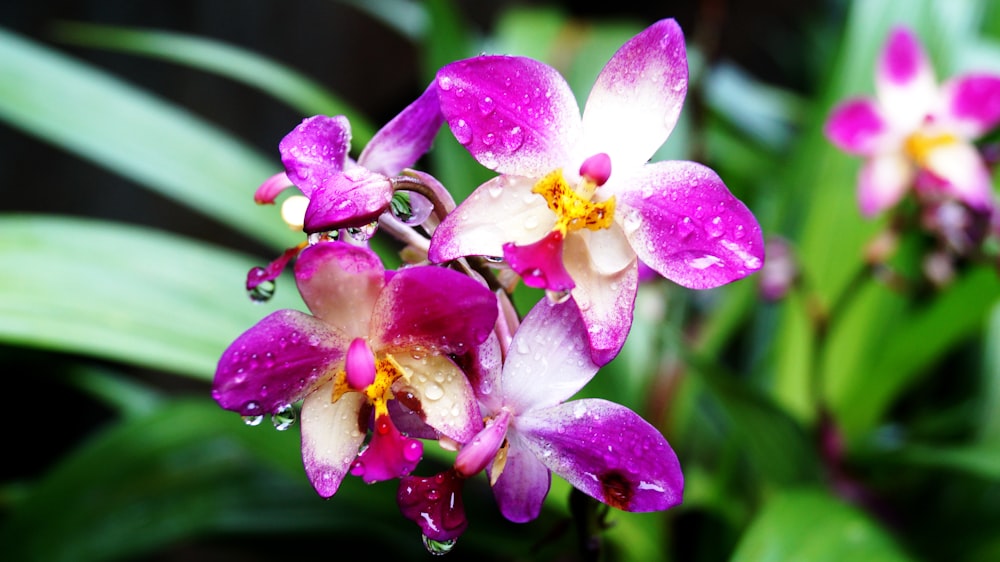 a close up of a purple flower with water droplets on it