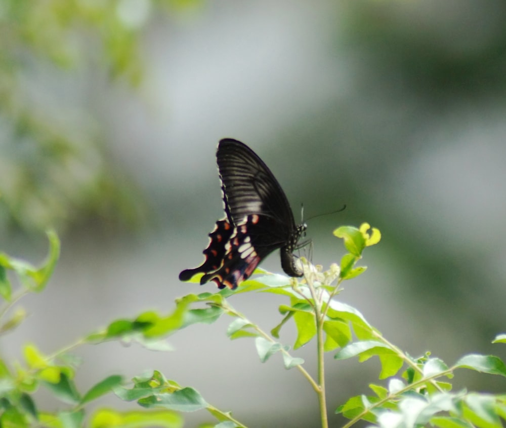 a black and orange butterfly sitting on top of a green plant