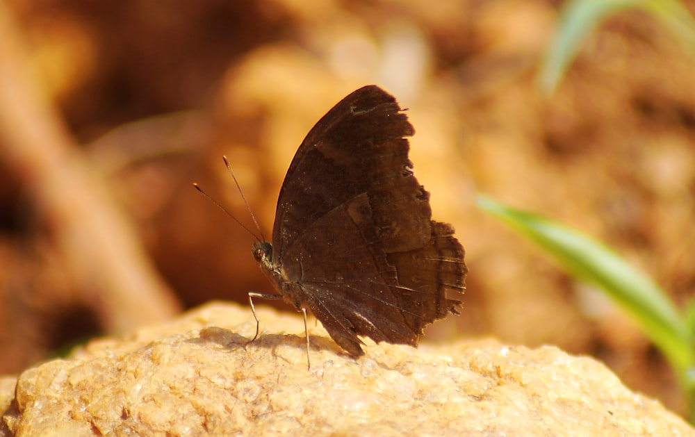 a brown butterfly sitting on top of a rock