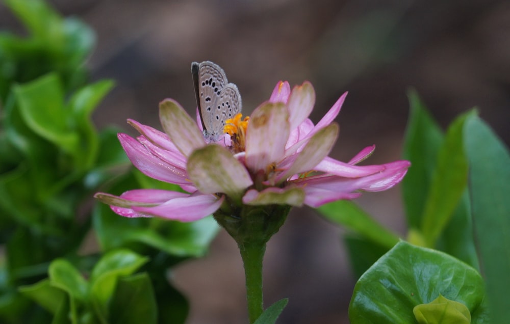 a butterfly is sitting on a pink flower