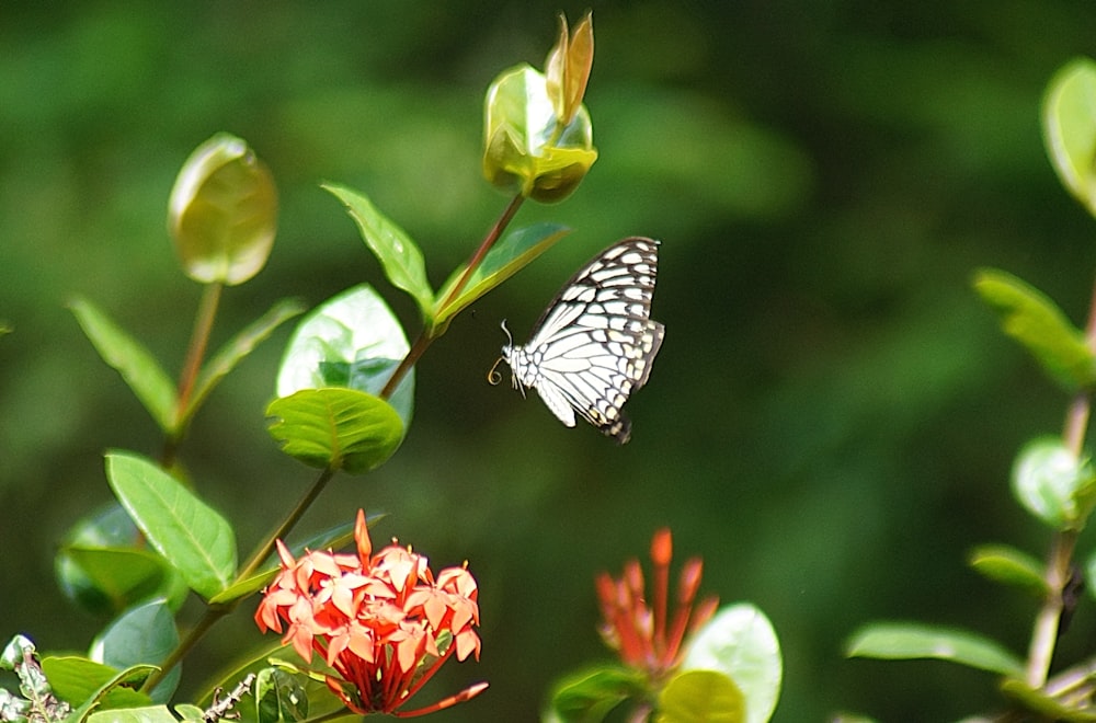 a white butterfly flying over a red flower
