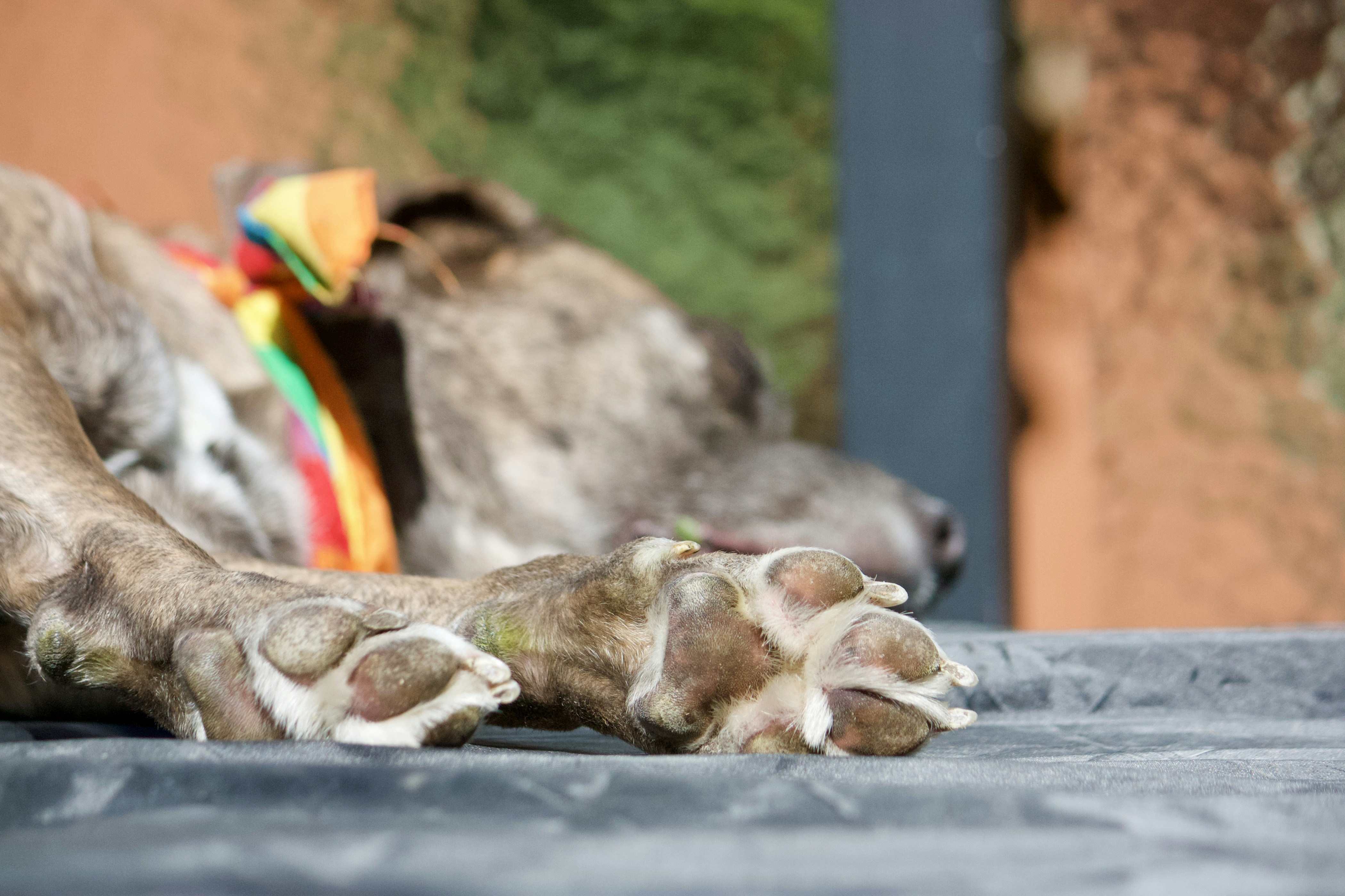a close up of a dog laying on a bed, Happy girl after a long run! Paws green from the grass.