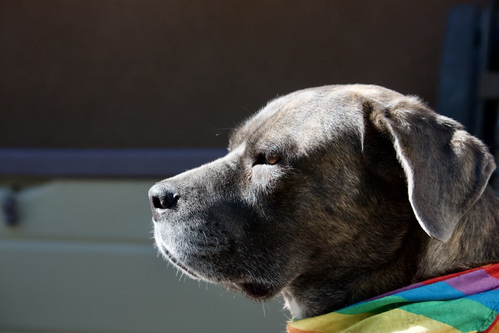 a close up of a dog wearing a rainbow scarf