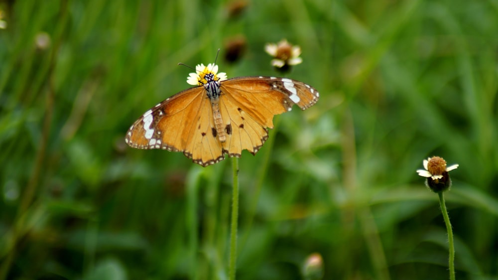 a small orange butterfly sitting on top of a flower