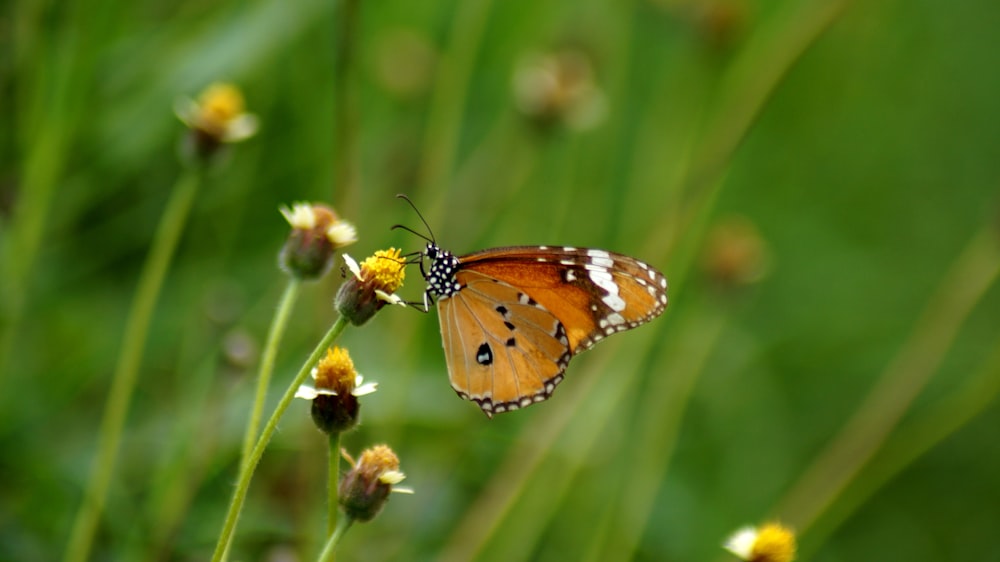 a close up of a butterfly on a flower