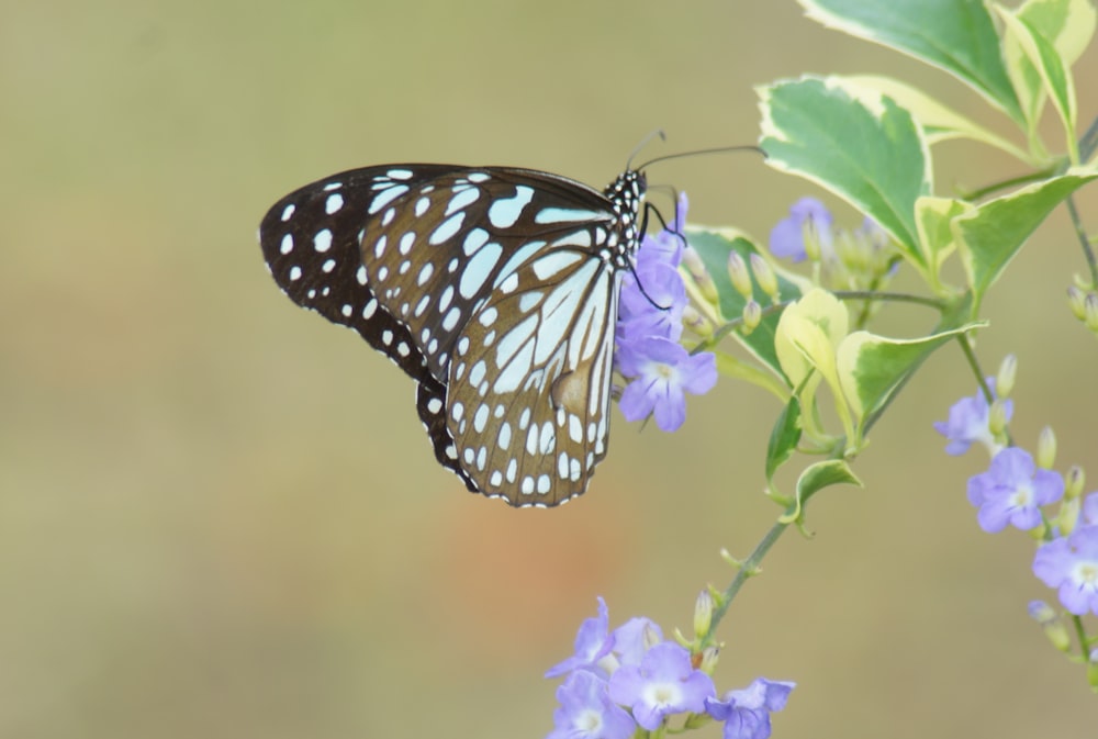 a butterfly that is sitting on a flower