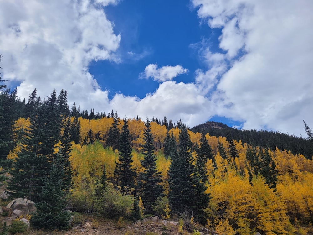 a mountain with lots of trees and yellow leaves