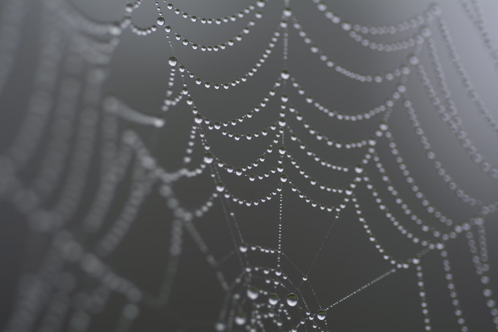 a spider web covered in water droplets
