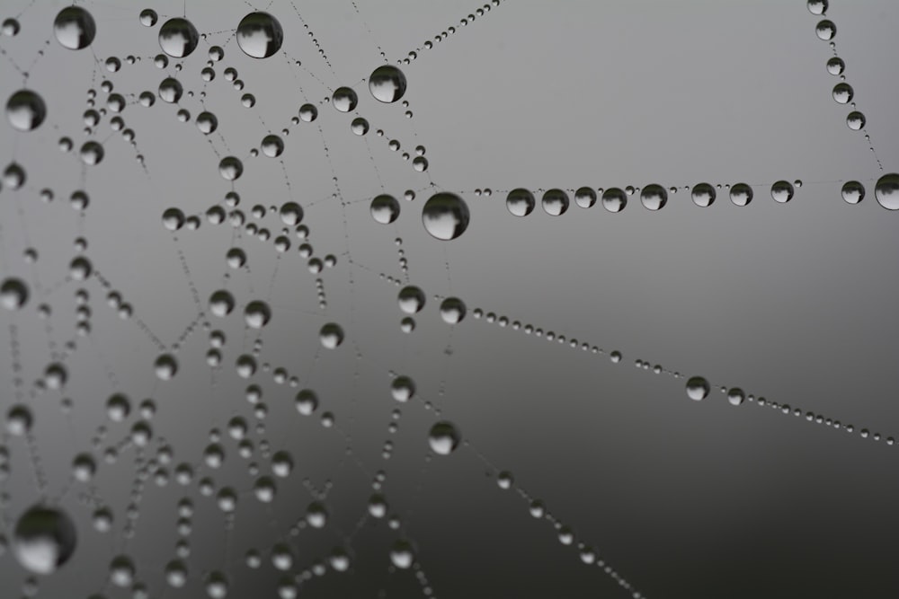 a spider web covered in water droplets