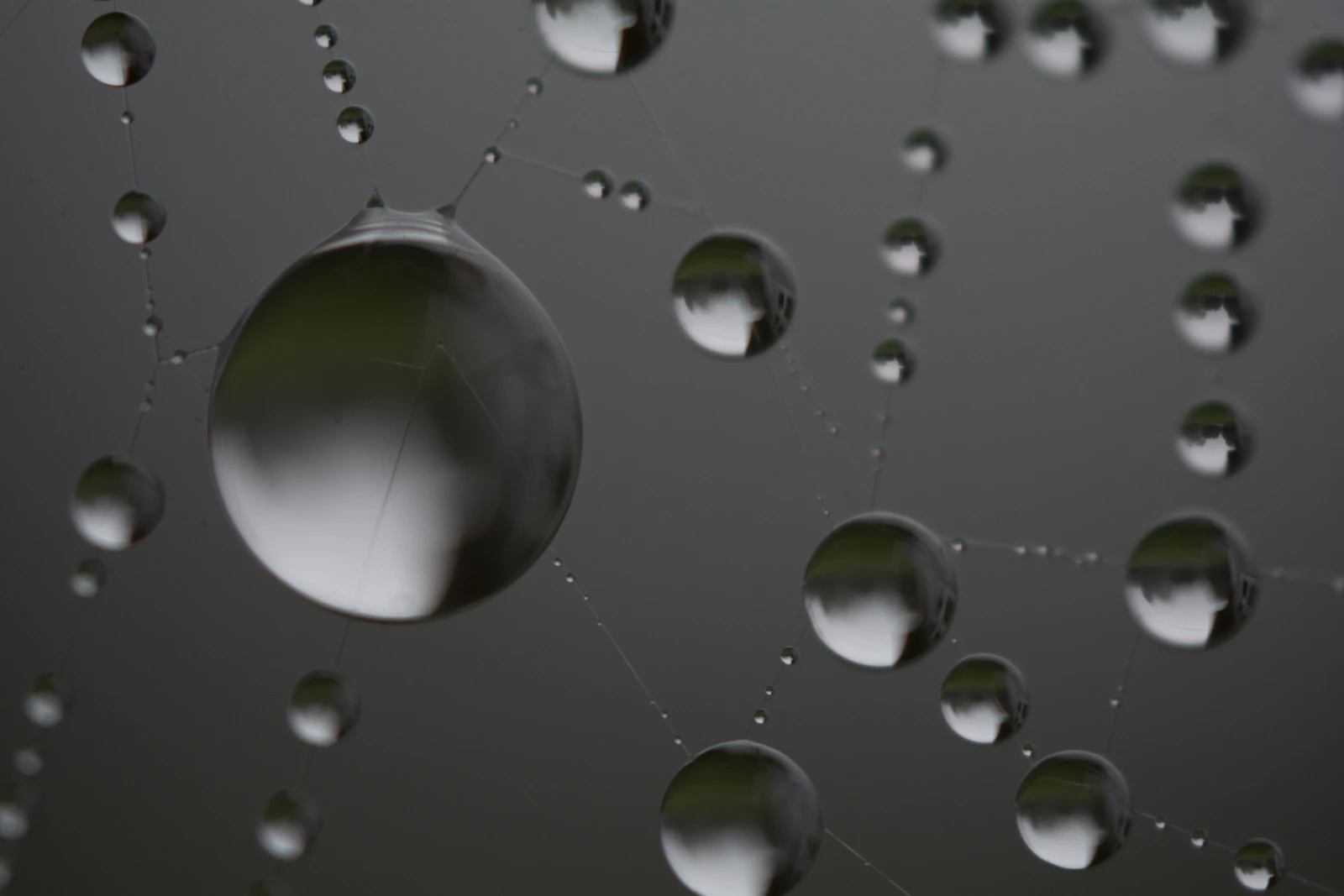 Water droplets on a spider web against a dark background, representing the web of AI crawlers that fetch a site for different reasons
