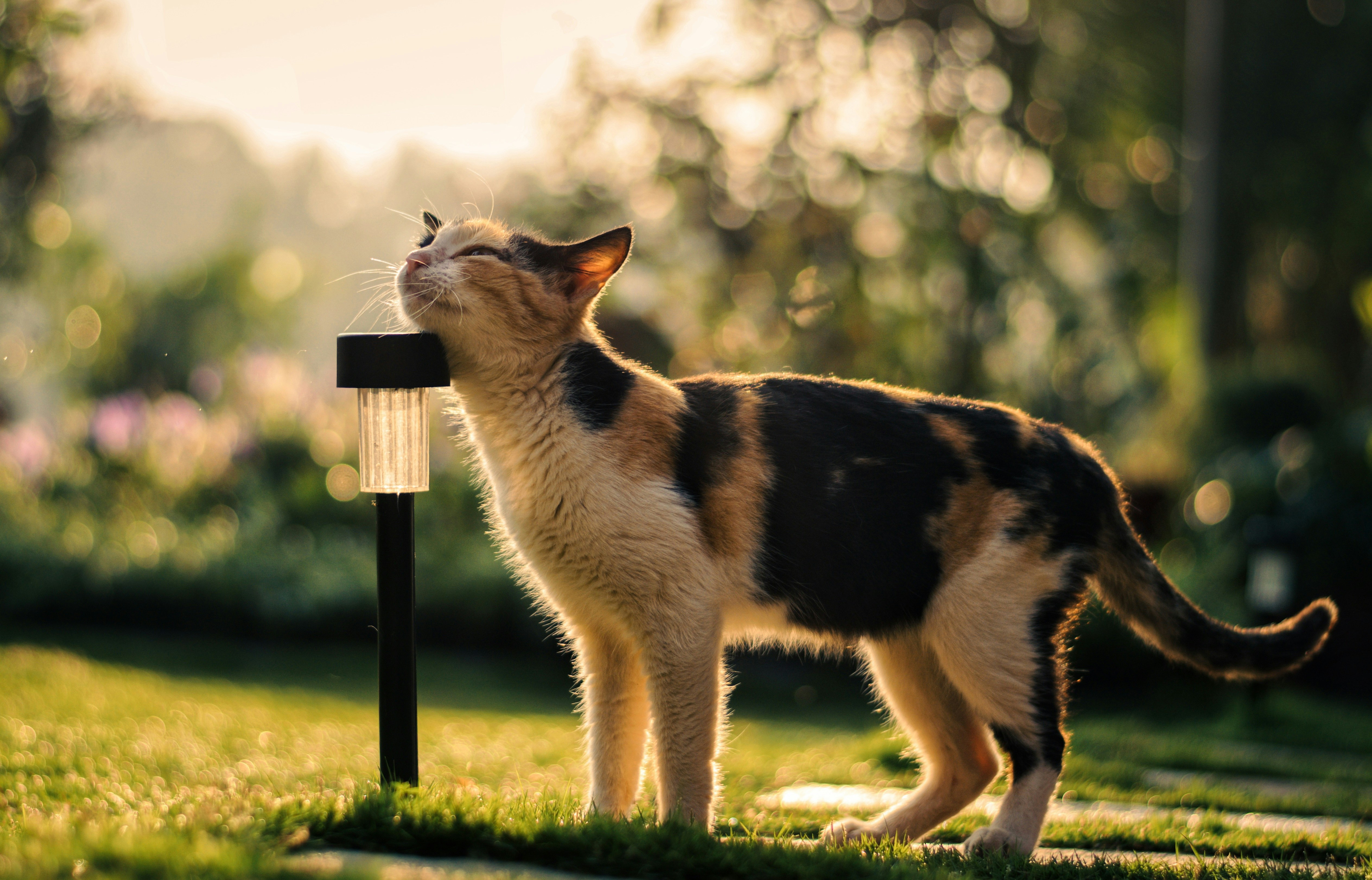 um gato em pé ao lado de uma lâmpada na grama