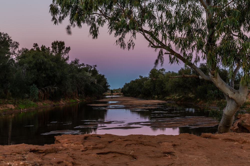 a river running through a lush green forest