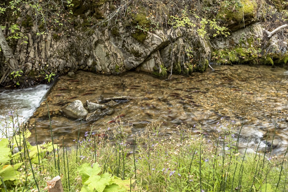 a stream running through a lush green forest