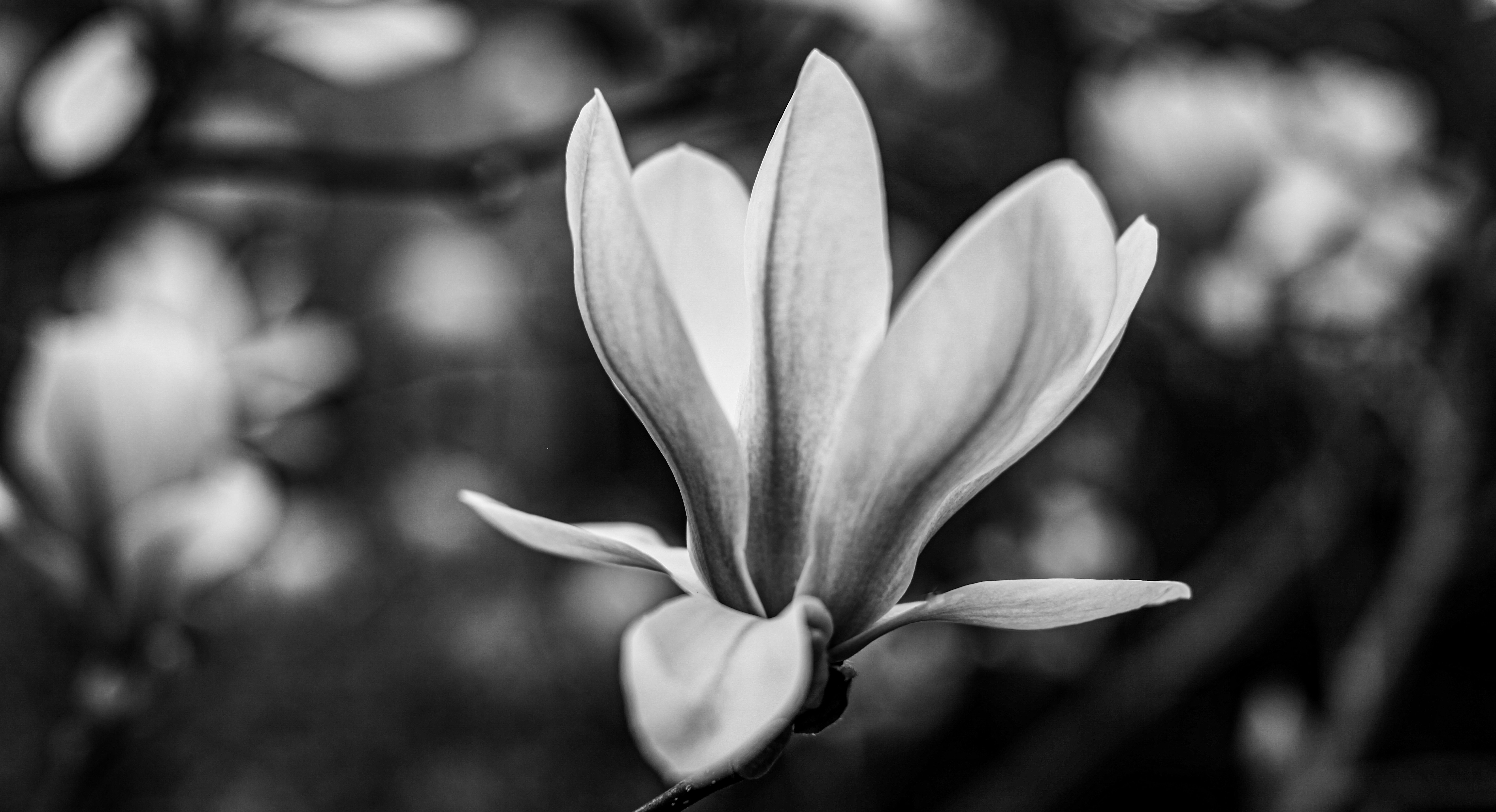 Photo by wilhelmgunkel