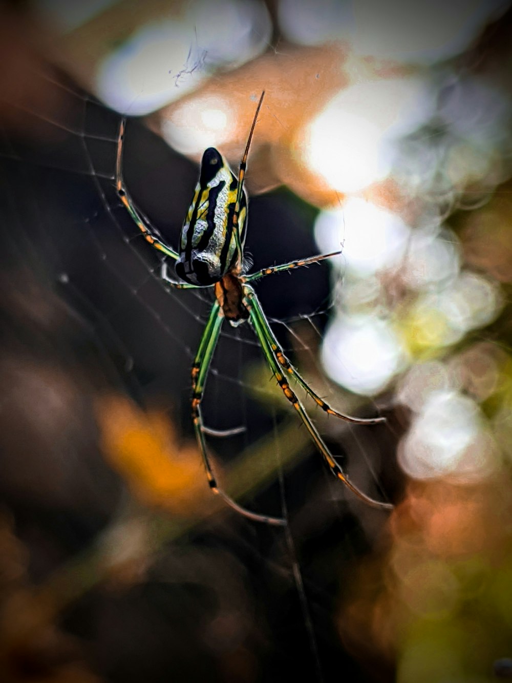 a close up of a spider on a web