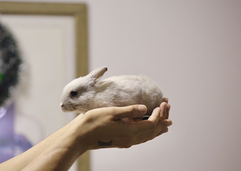 uma pessoa segurando um pequeno coelho branco em sua mão