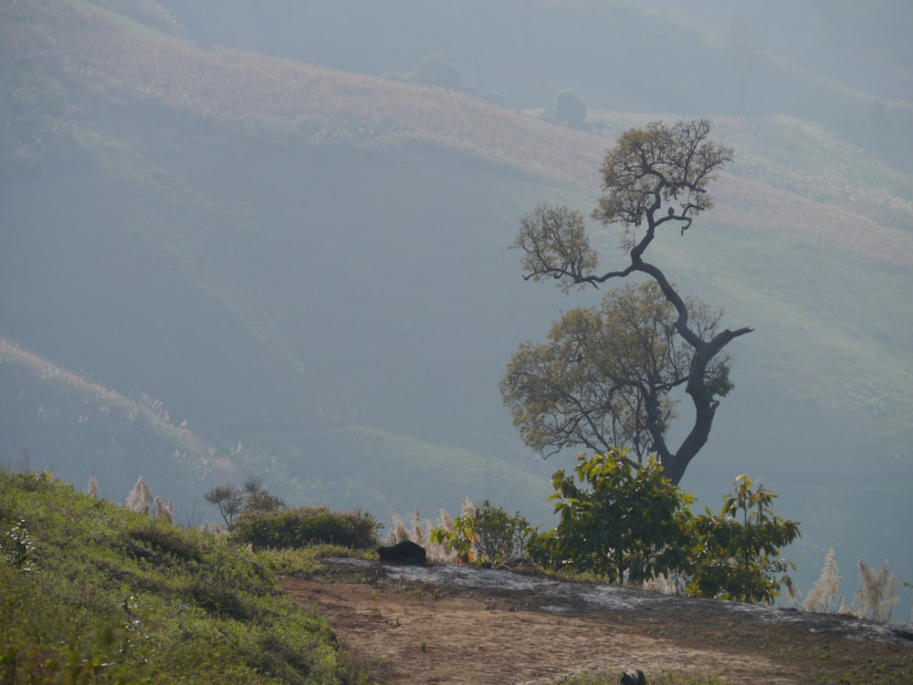 a lone tree in the middle of a field