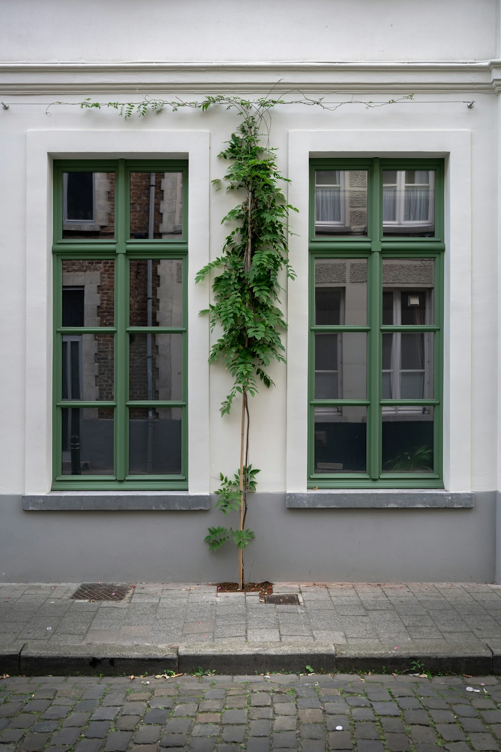 a tree growing out of the side of a building