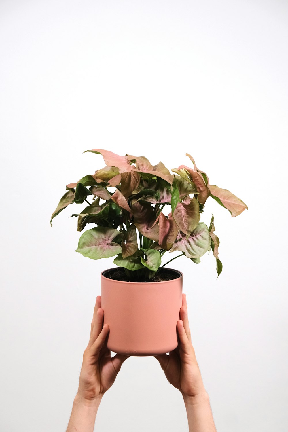 a person holding a potted plant in their hands