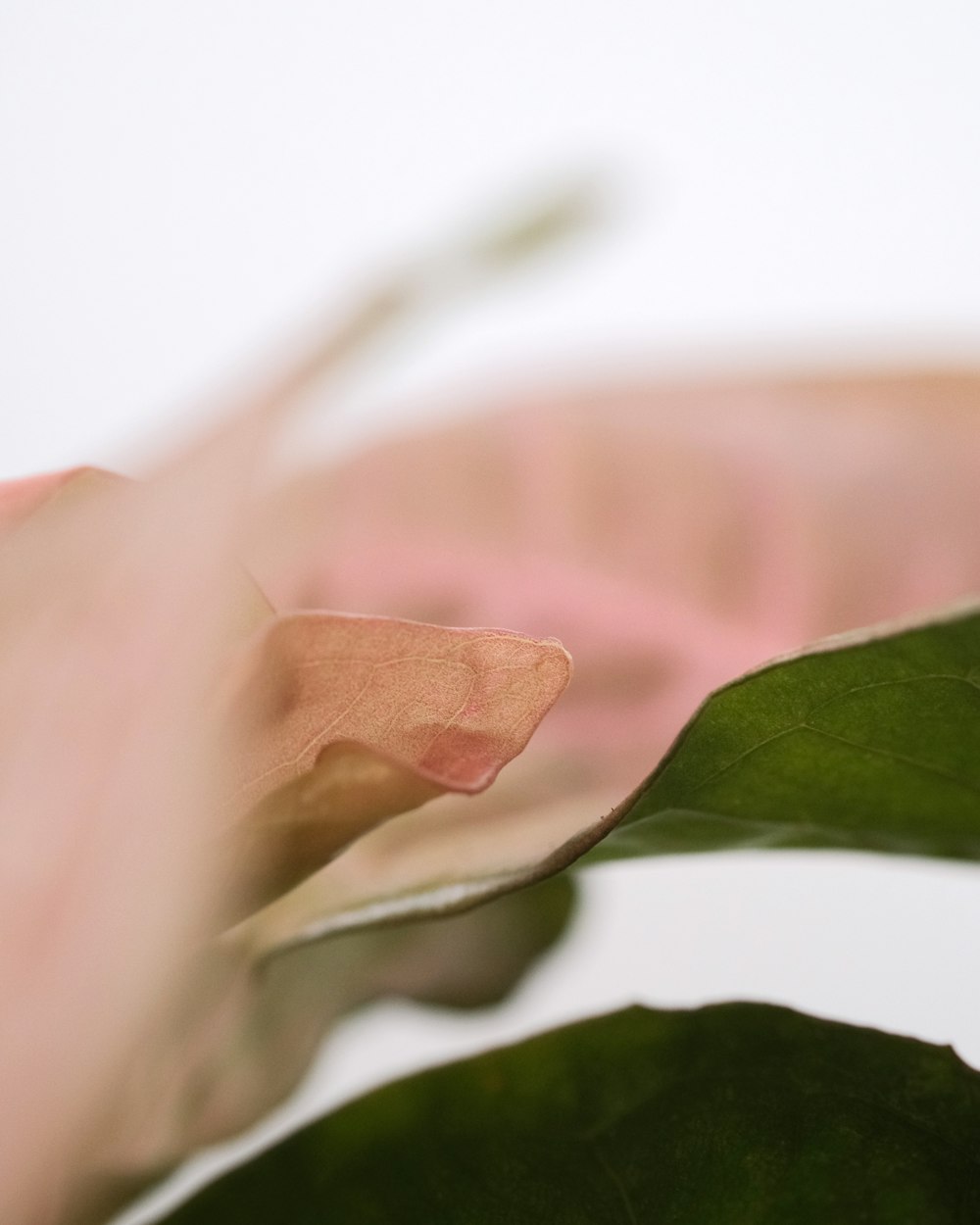 a close up of a flower with a blurry background