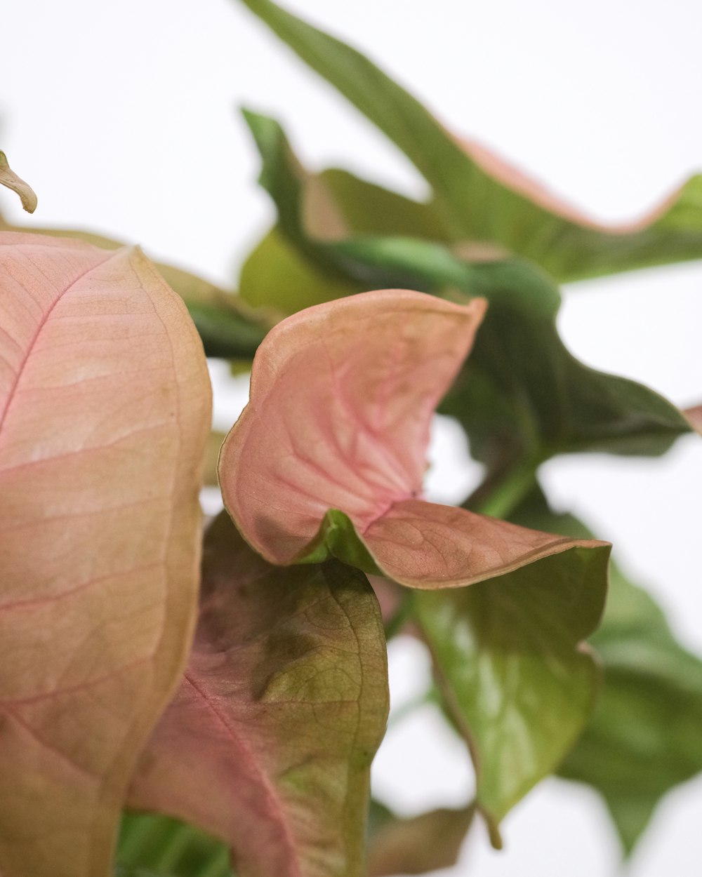 a close up of a pink flower with green leaves