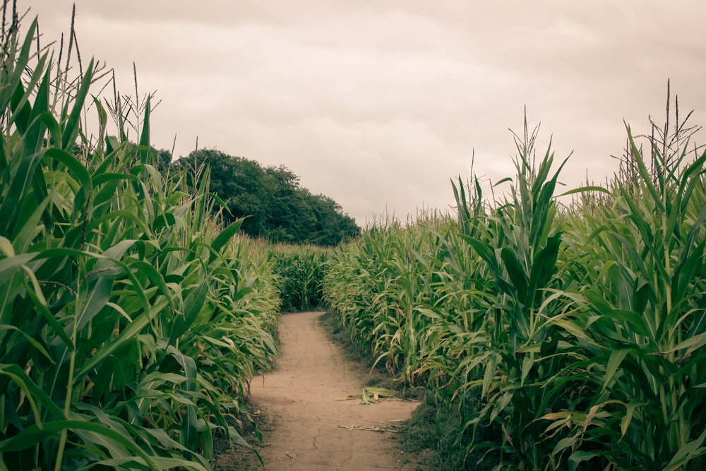 Un camino de tierra a través de un campo de maíz