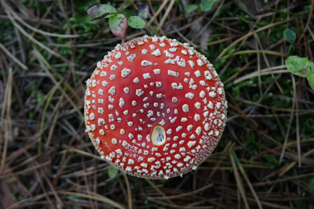 a close up of a mushroom on the ground