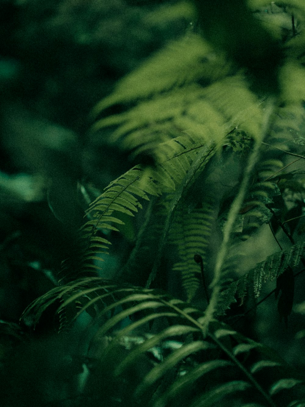 a blurry photo of a leafy plant in a forest