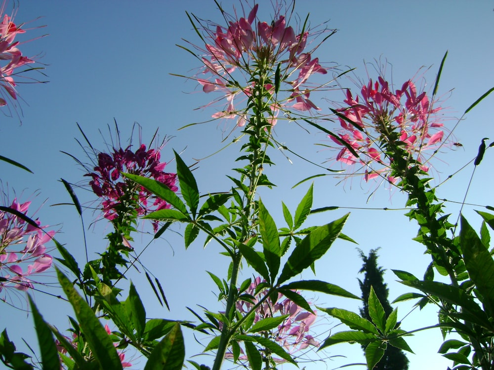 pink flowers are blooming on a sunny day