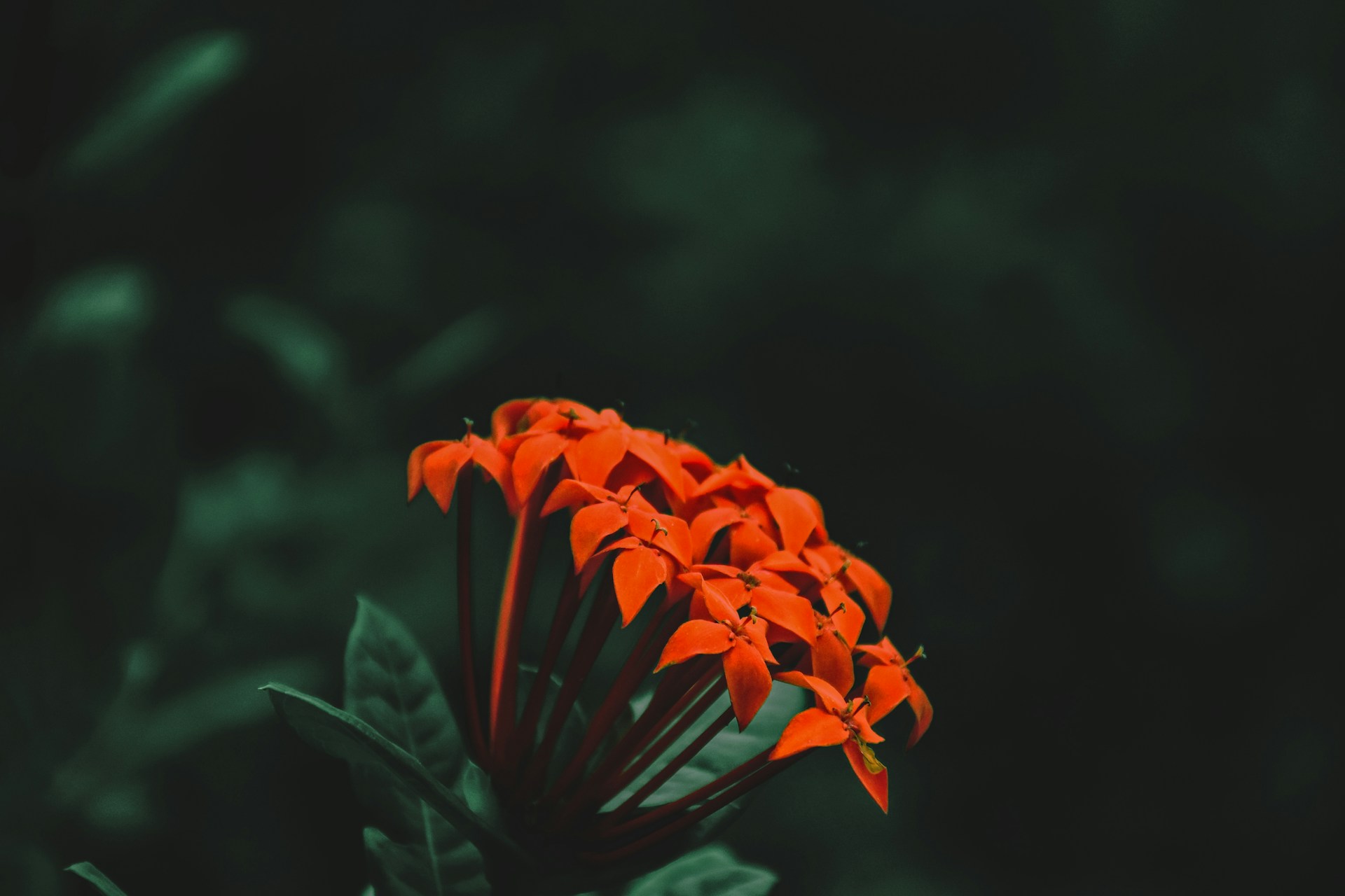 a red flower with green leaves in the background