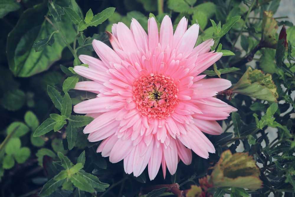 a pink flower with green leaves around it